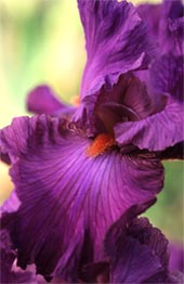 Photograph by John Glover