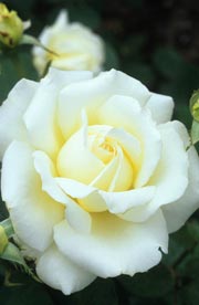 Photograph by John Glover